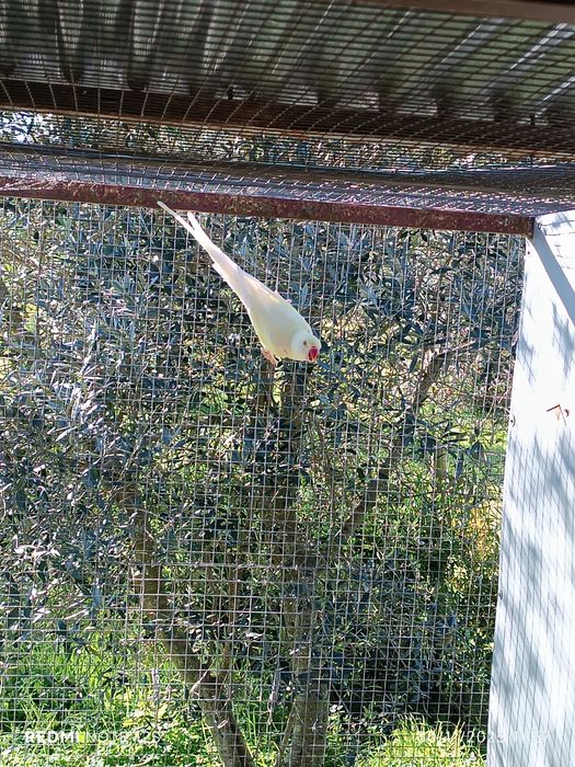 Várias aves para cedência