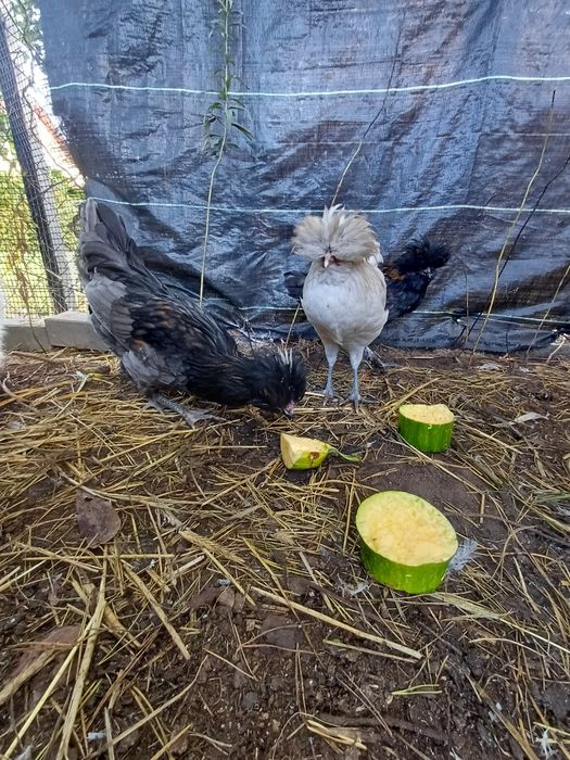 Kogut czubatka polska brodata 5 msc