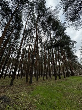 Продам участок в сосновом лесу