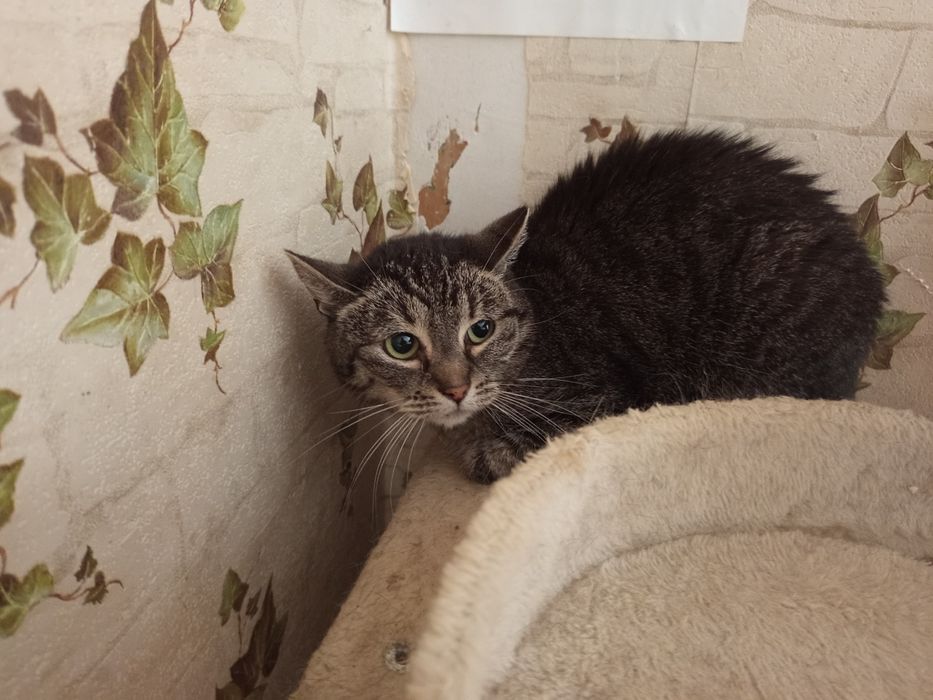 Spokojna Dyzia szuka domku