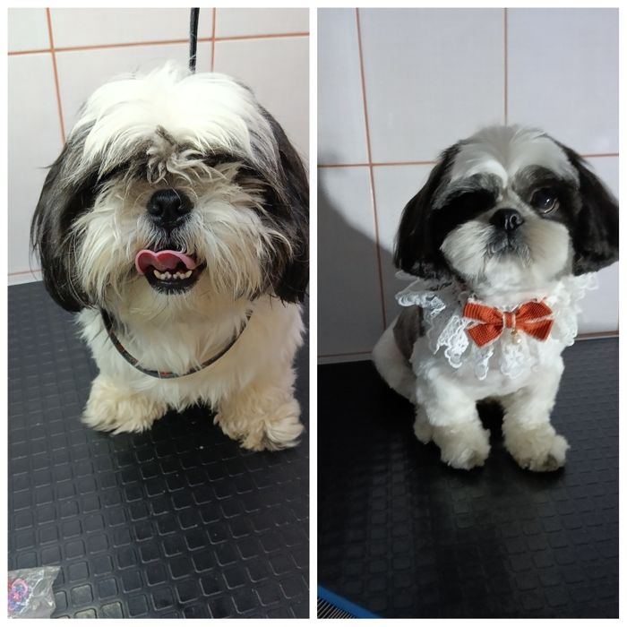 Стрижка собак та котиків