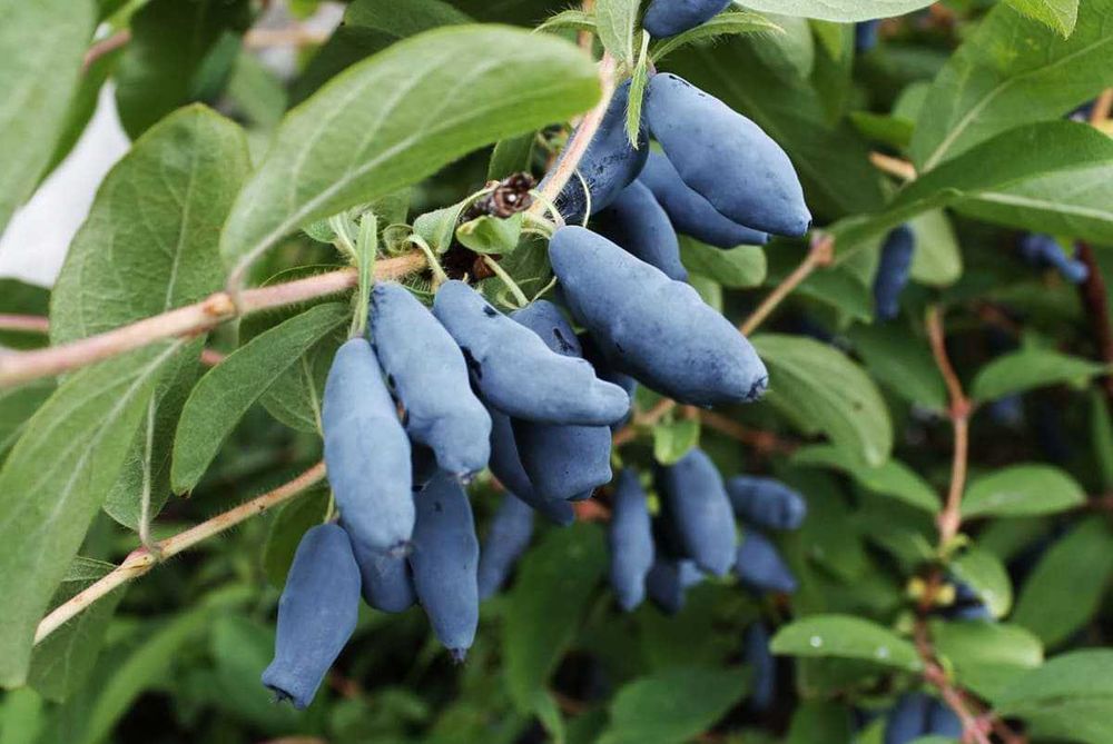 Хвойный (сосновый) опад, шишки для декора