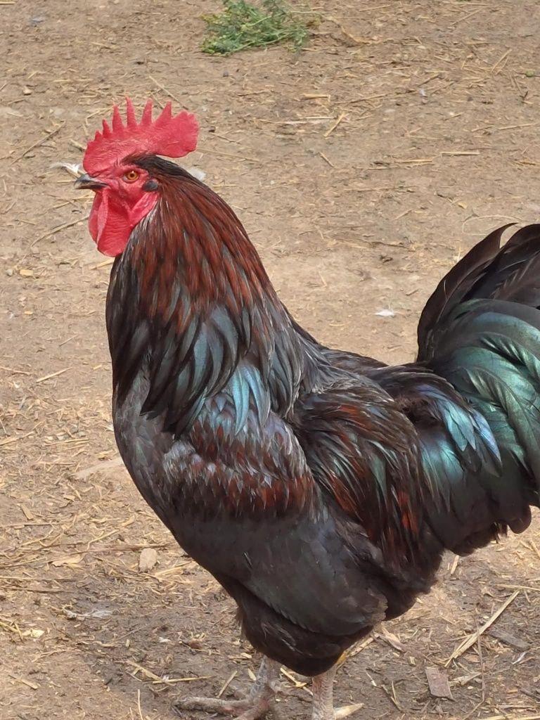 Kaczki, pisklęta, czubatki, koguty