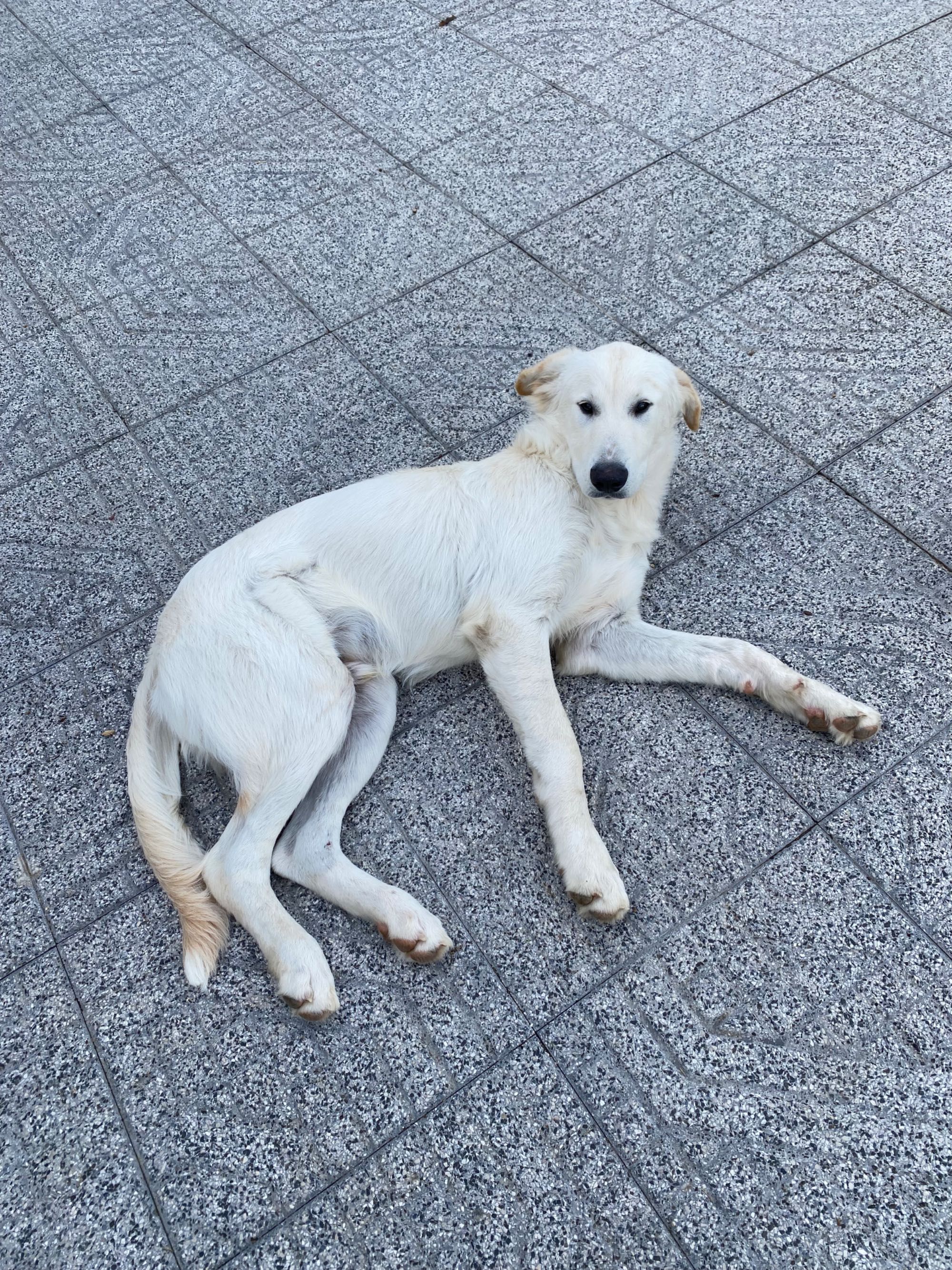 Cão para adoção.