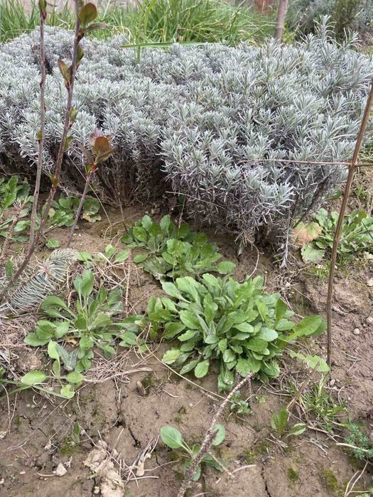 Продам сажанці декоративні і плодові рослини