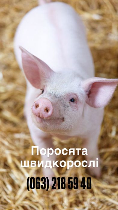 Продам швидкорослих поросят