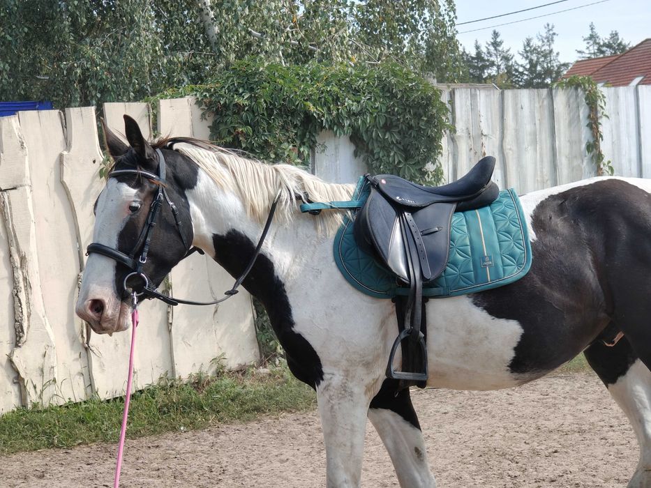 Wałach srokaty,niebieskie oko, 3 lata bardzo grzeczny