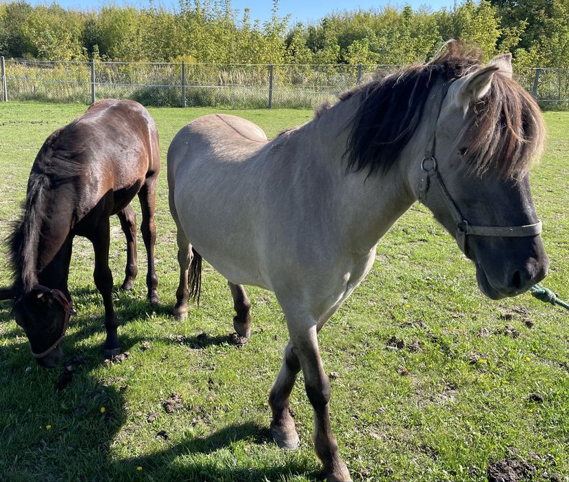 Klacz konik polski w parze z ogierkiem