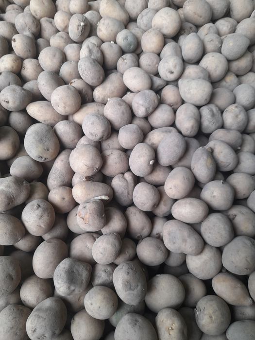 Sprzedam ziemniaki jak sadzeniak Soraya