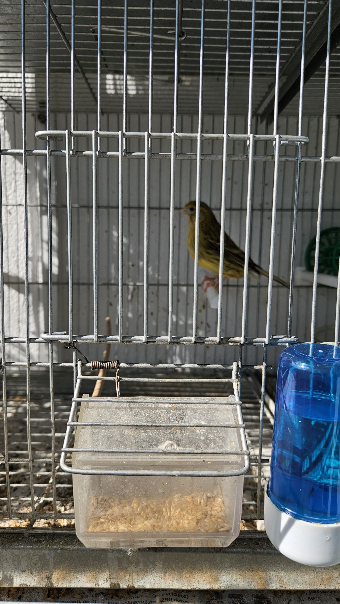 Canaria  muito boa para criar