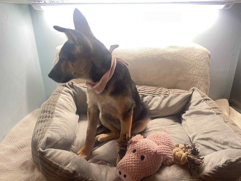 Sunia szczeniak w typie rasy Owczarek Niemiecki  ,szuka domu.