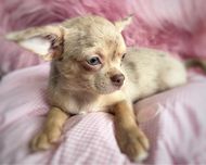 ***Gotowa do odbioru dziewczynka chihuahua***