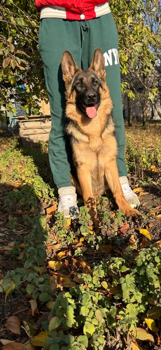 Німецька вівчарка КШ