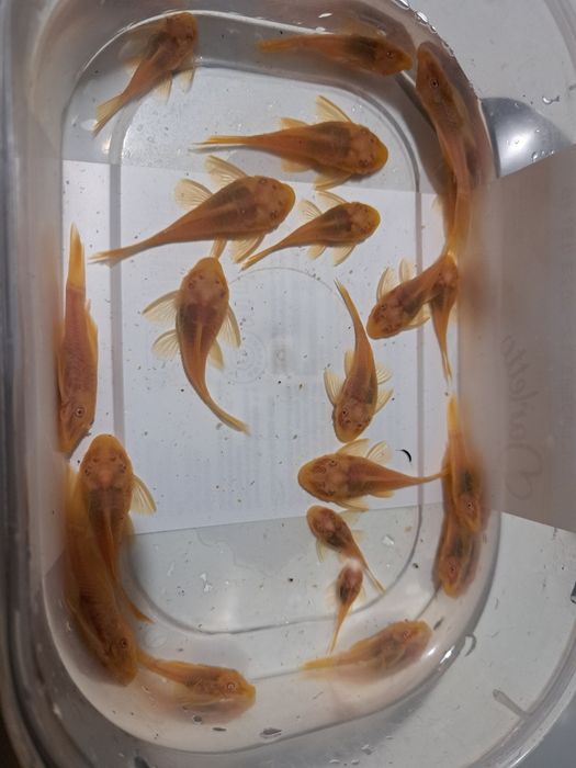 Pary Zbrojnik glonojad złoty Albino krótka płetwa