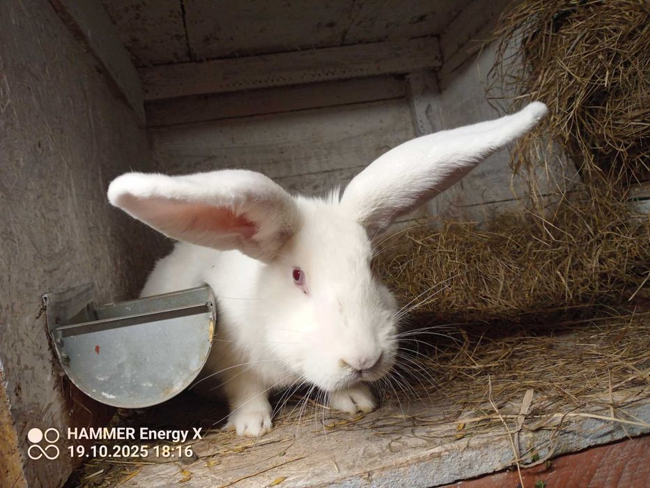 króliki samiczki i samce