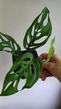 Monstera laniata ukorzeniona