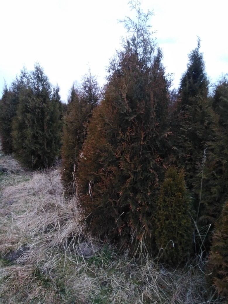 Szmaragd żywotnik tuja