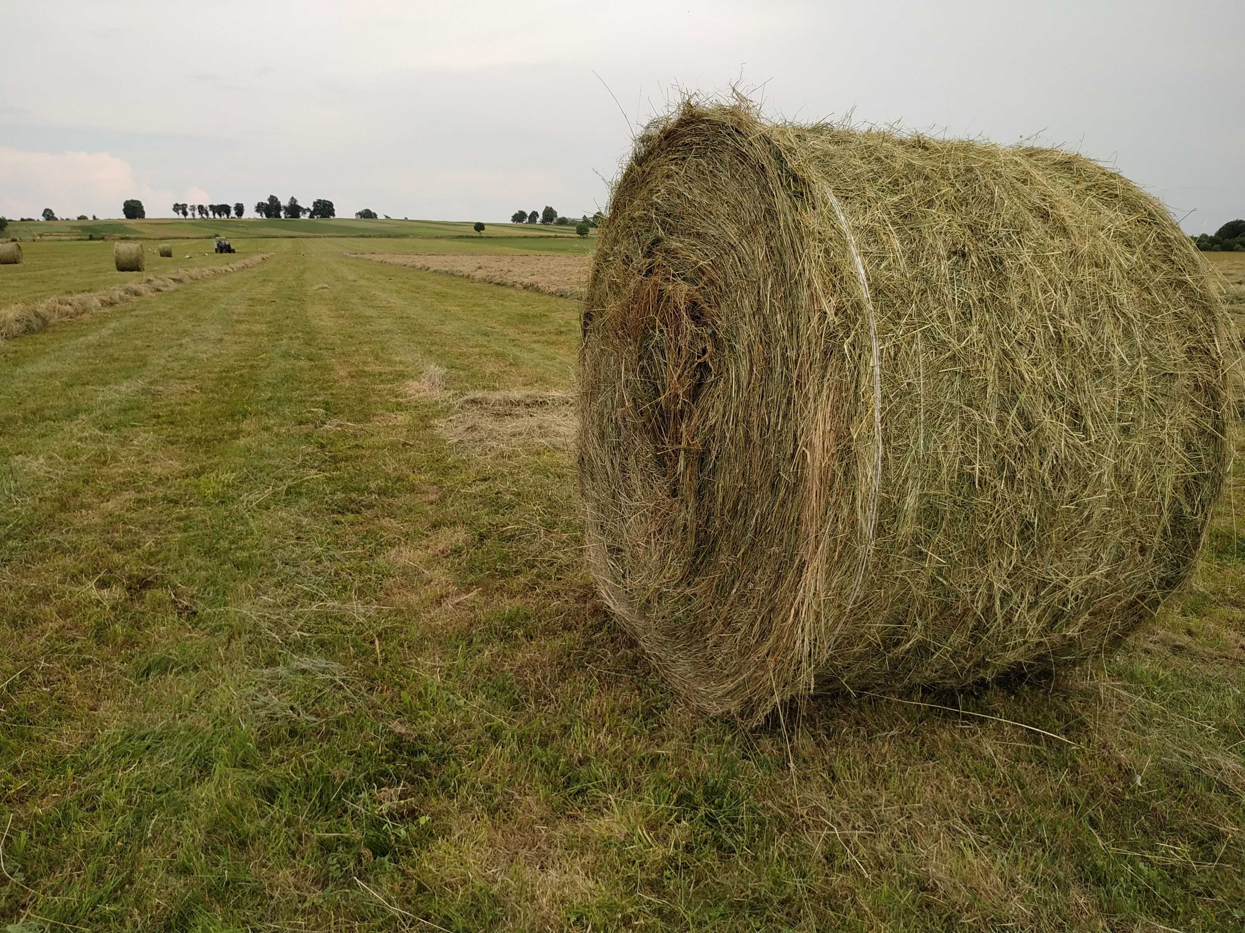 Продам сіно лугове високої якості