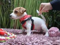Jack Russell Terrier PIESEK