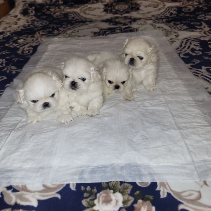 Цуценята пекінес