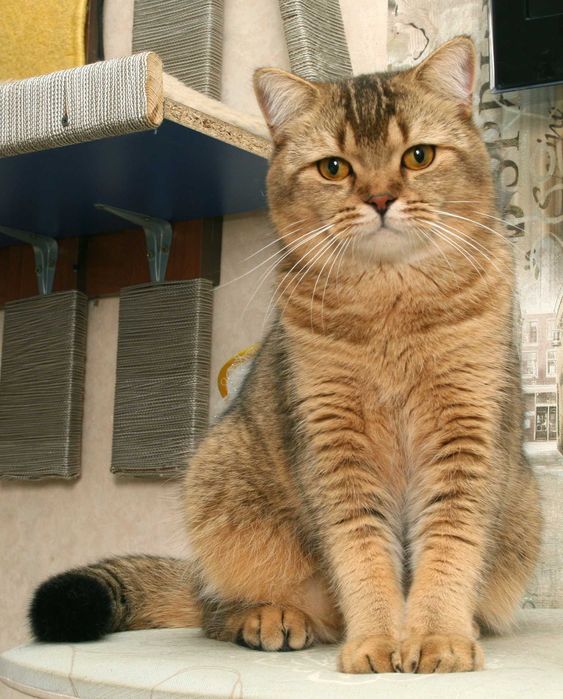 Шотландські кошенята окрас шиншила бронювання