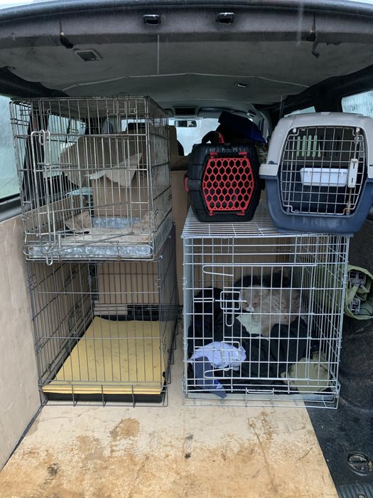 Зоотакси перевозка животных перевезення тварин доставка животных