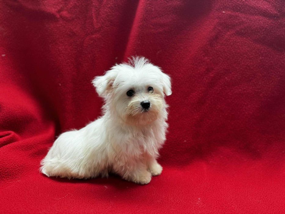Śliczny piesek Maltańczyk z metryką