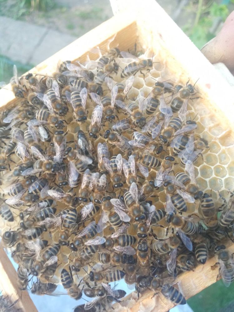 Бджоломатки Карпатки 2024 в наявності
