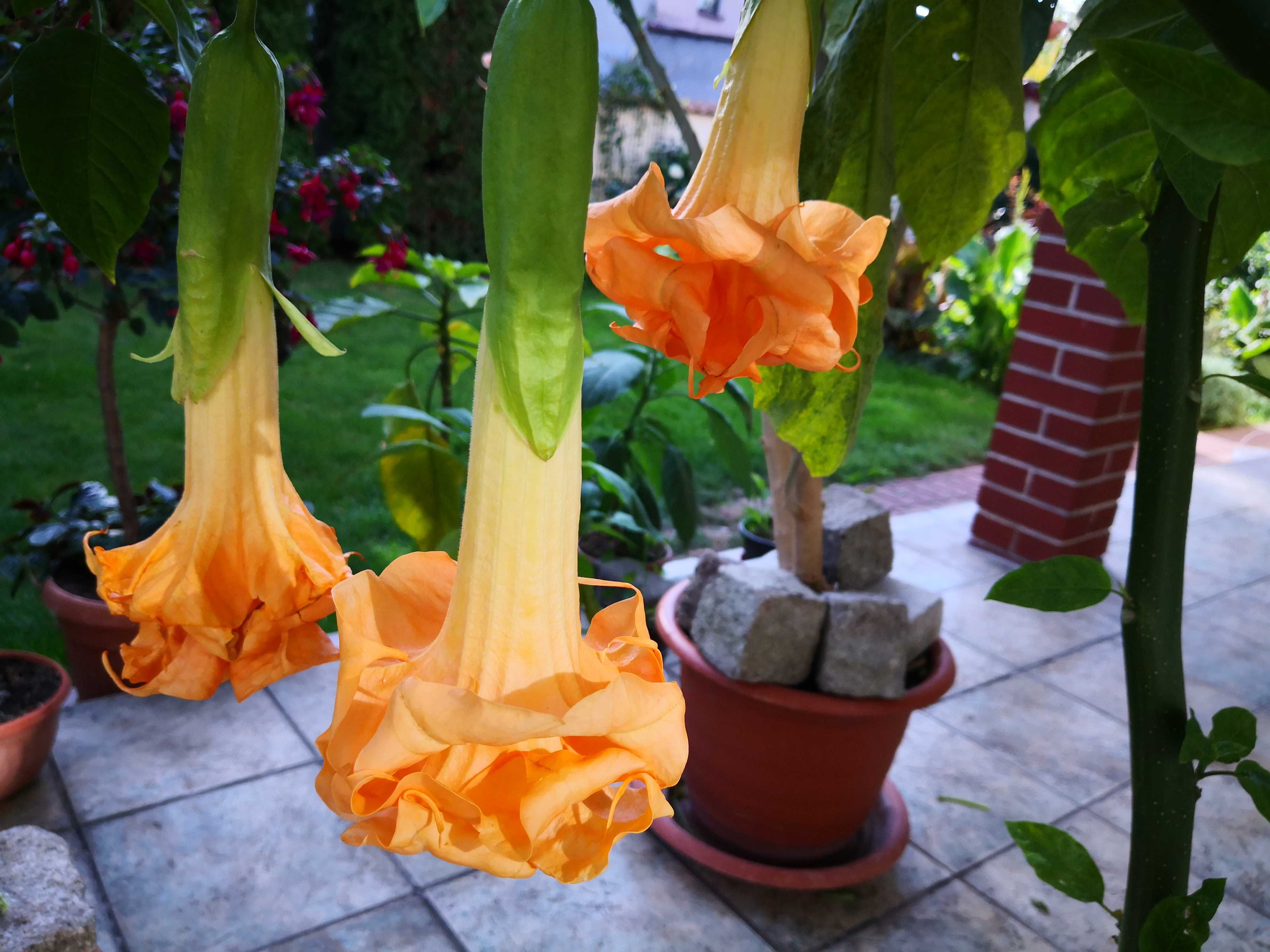 Burgmansja (datura) Angels Flight potrójny kwiat - kolor kremowy