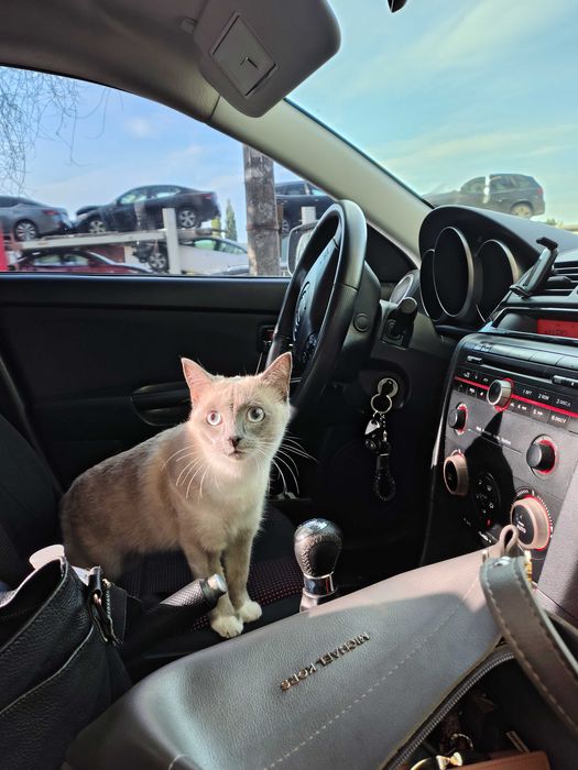 Mazda 3 BK 2006 1.6 бензин механіка