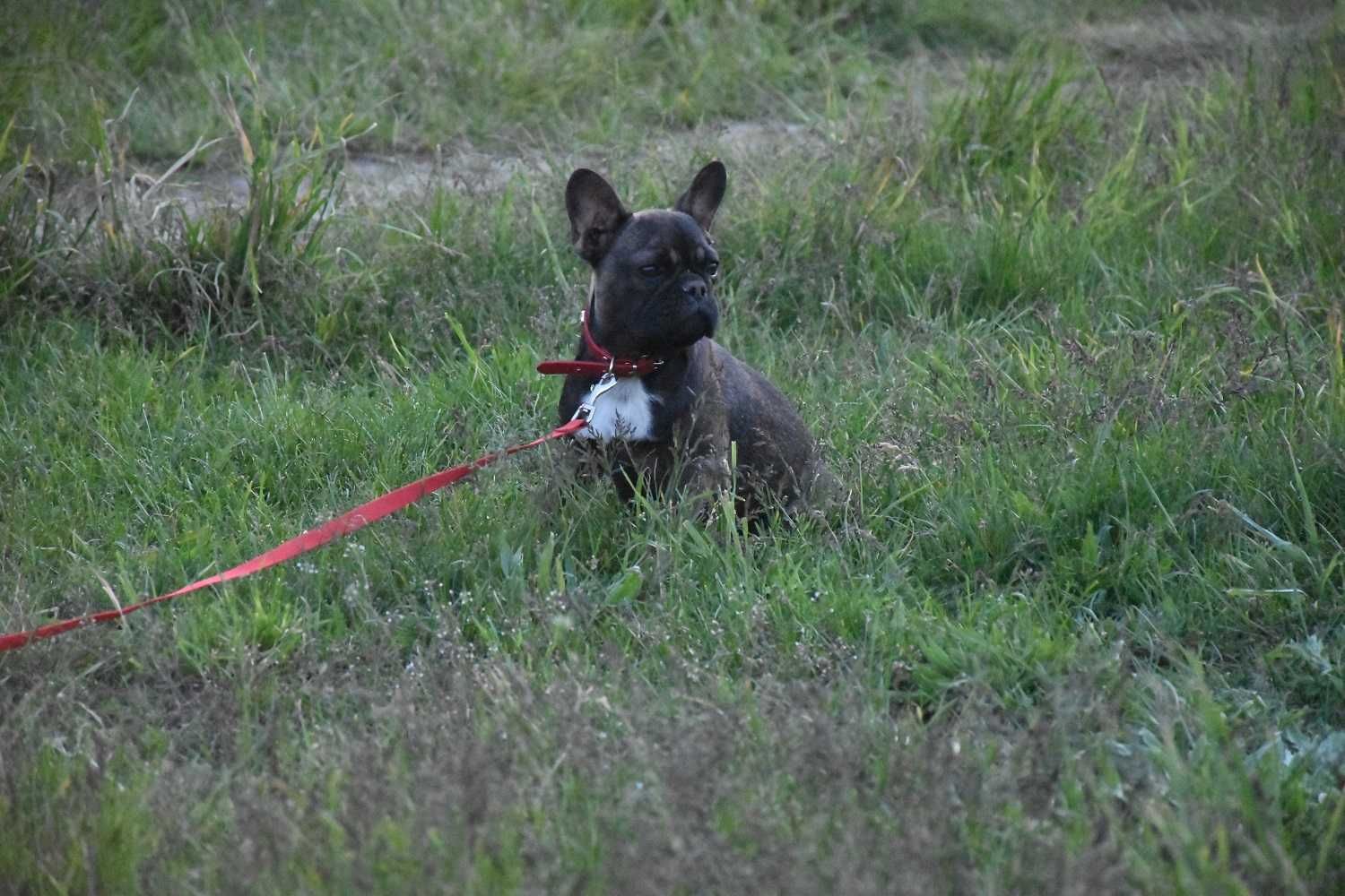 buldog francuski suka