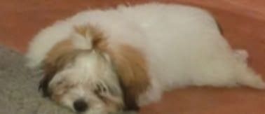 Mancho procura novo lar