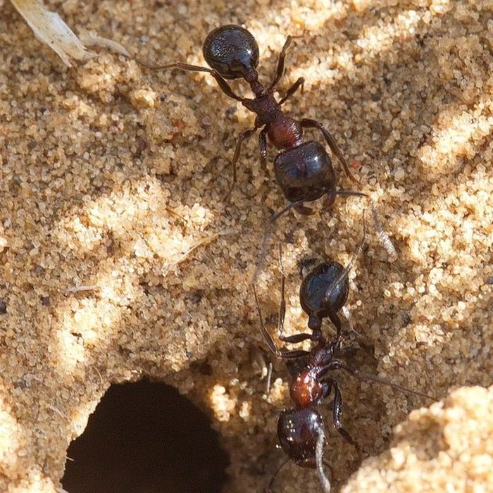 Муравьи messor muticus/messor denticulatus