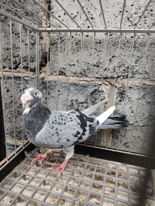 Gołębie pocztowe staropolskie para + gratis