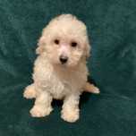 Menino caniche mini
