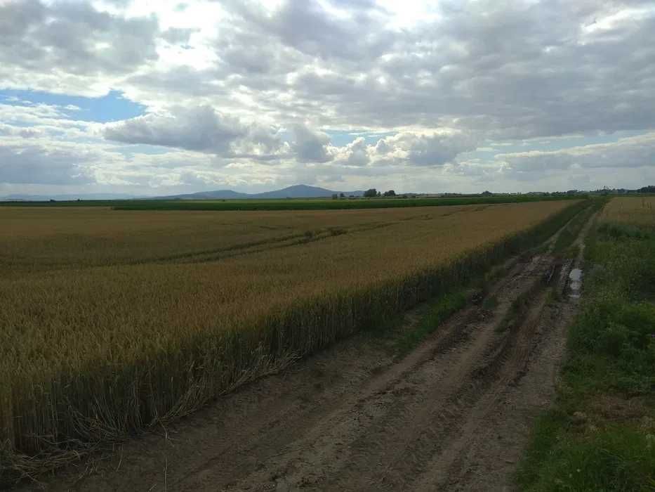 Duża działka w gminie Żórawina, 15 km od Bielan Wr