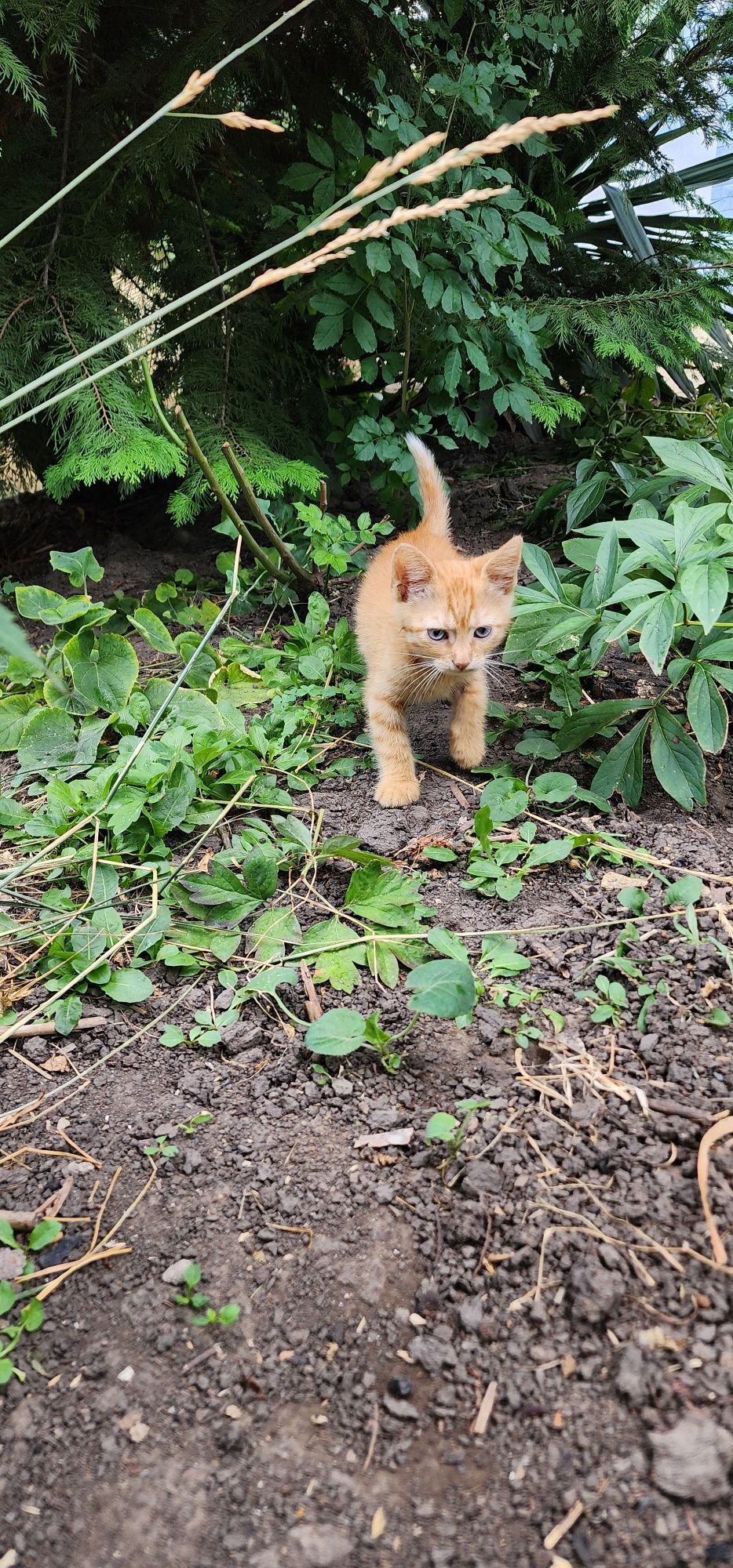 Рыжий котенок, будет отличным другом