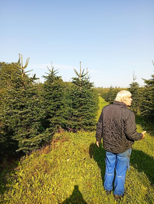 Jodła kaukaska 220-270 STANDARD