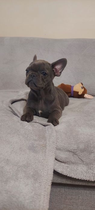 Buldog Francuski suczka maści blue-niebieskie  Elza