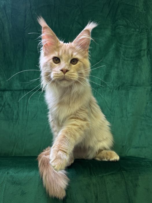 Maine coon хлопчик