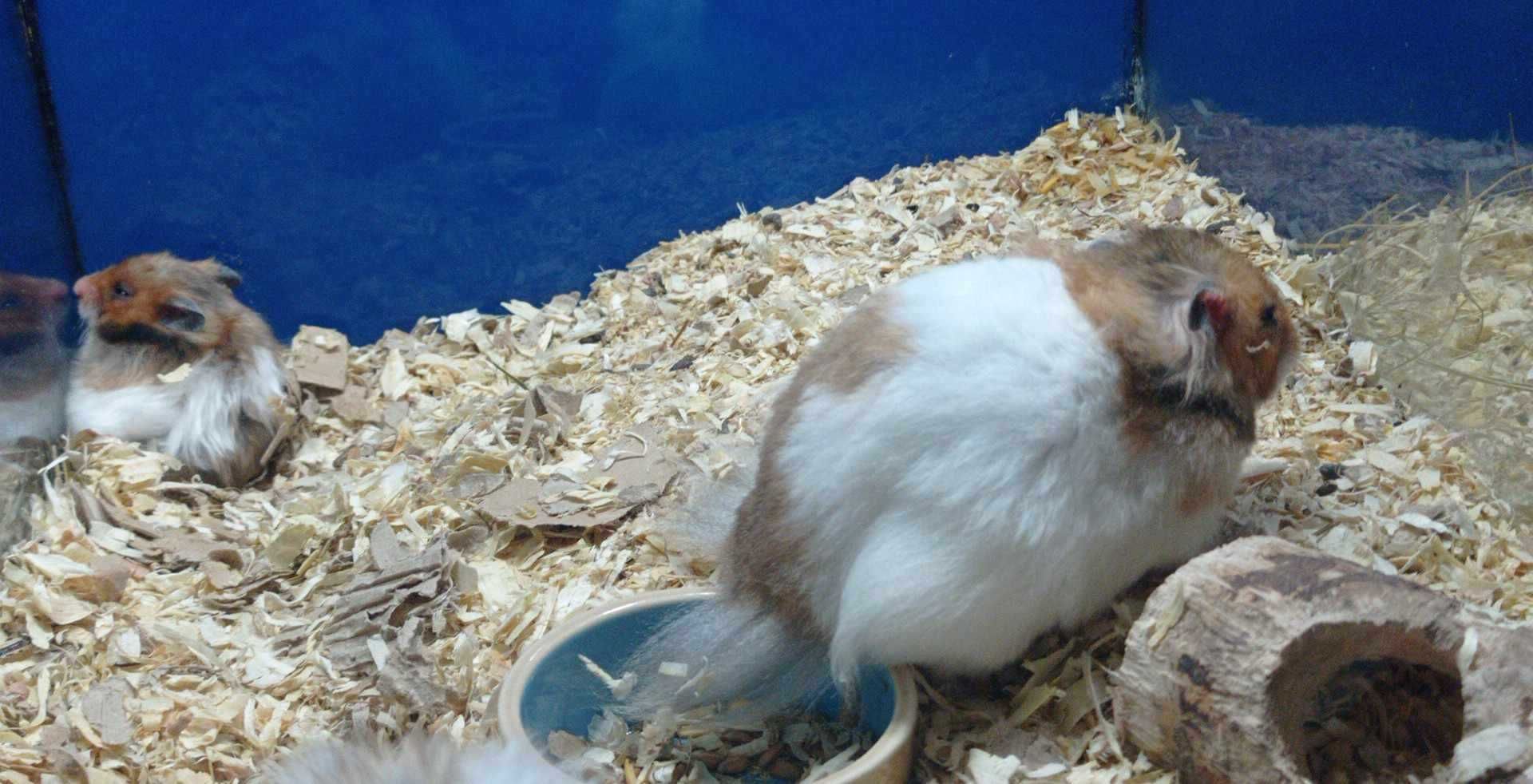 Chomiki Syryjskie