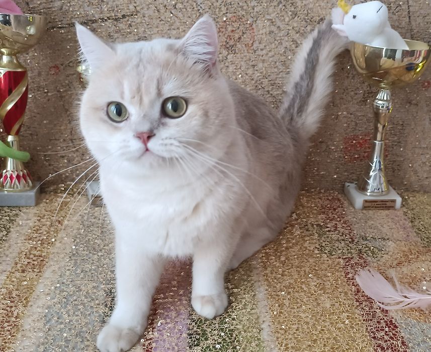 Голубая золотая шиншилла  ay12 мальчик