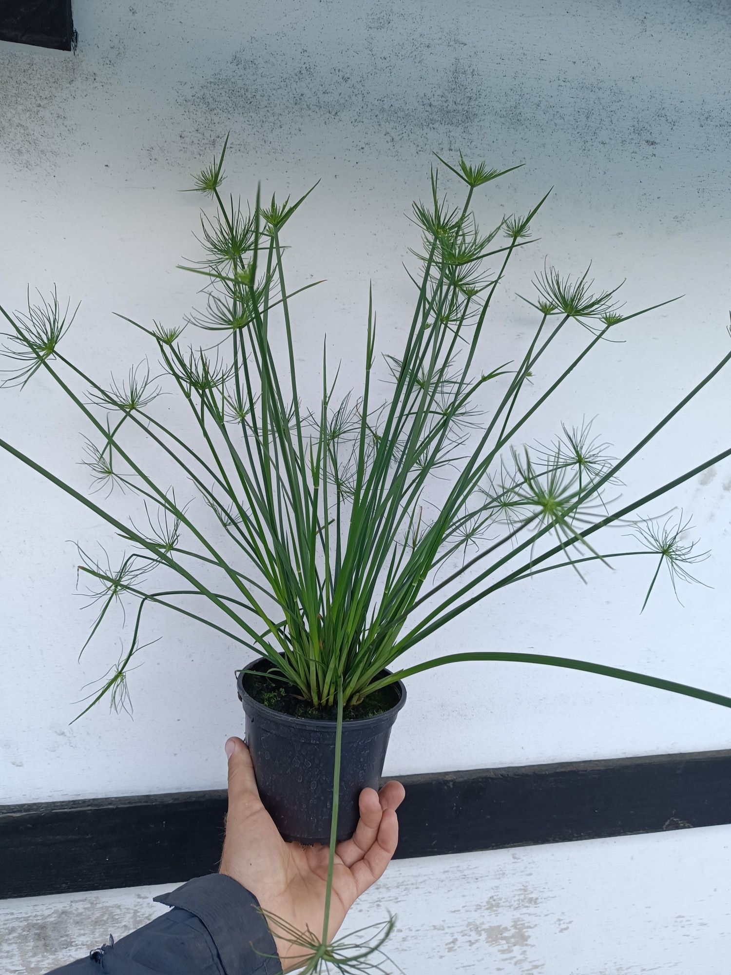 Papirus 'Cedric'