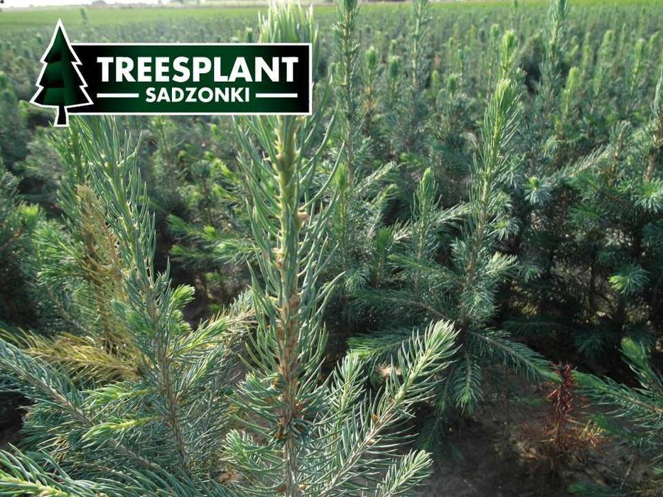 OPOLE Sadzonki Świerk Serbski Omorica 2/1 / jodła kaukaska srebrny