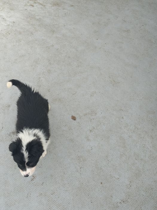 Border collie fêmea pura