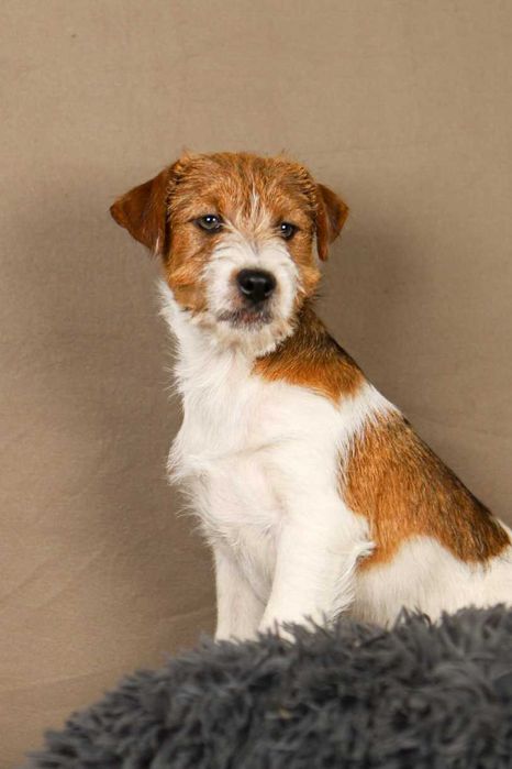 piesek Jack Russell terrier ZKWP/FCI