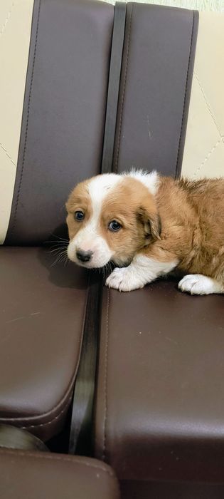 Собачка, цуценя, щеня. Цуценята