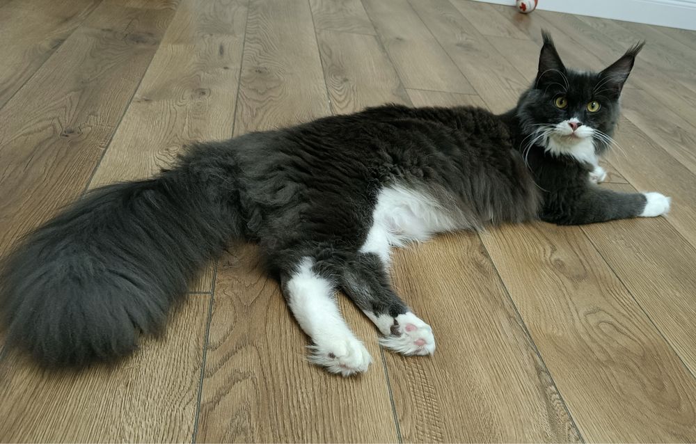 Kotka Maine Coon FPL