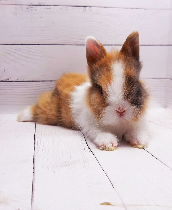 Карликовые мини кролики торчеухие и вислоухие декоративные,клетки,корм