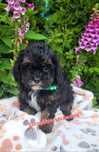 Shihpoo hybryda ras pudel toy phantom